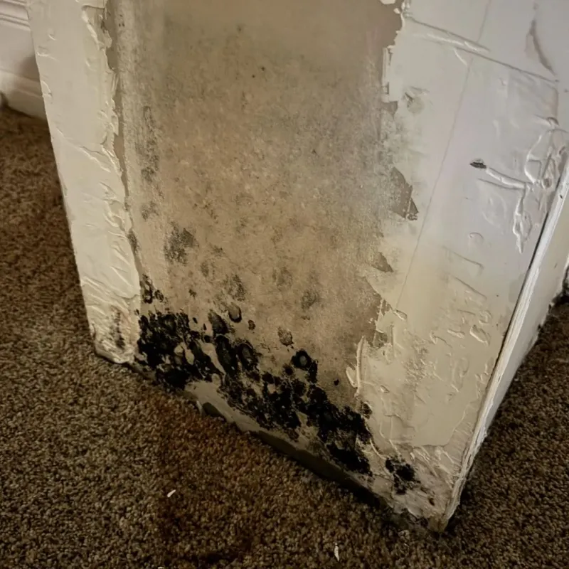 Professional Mold Removal in Villa Rica, GA
